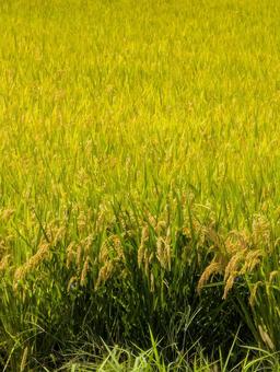 稲穂 稲穂 イネ,穂,黄金の写真素材