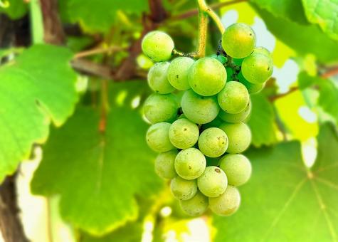 Photo, grape, cultivation, fruits, 