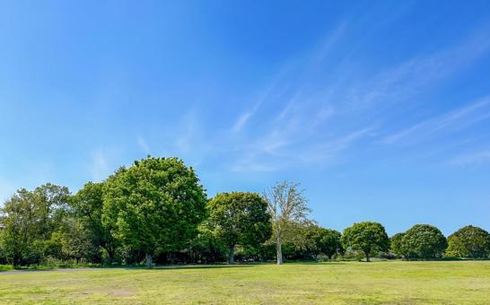 初夏の緑の木々が眩しい広い公園 初夏の緑の木々が眩しい広い公園 木,芝,公園の写真素材