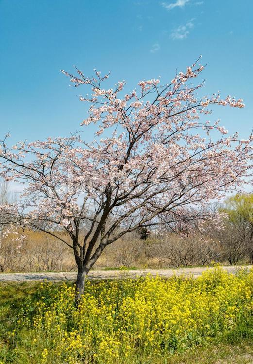 青空に映える桜の花 春,桜,花の写真素材