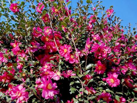 サザンカ サザンカの写真