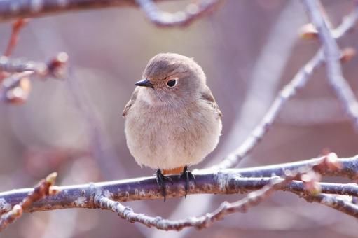 枝にとまる可愛いジョウビタキの雌 鳥,ジョウビタキ,自然の写真素材