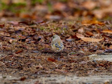 地面を歩くカワラヒワ 地面を歩くカワラヒワの写真