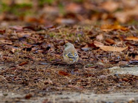 Stonefinch walking on the ground, JPG