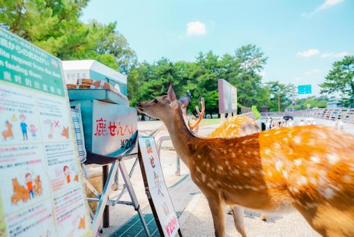 【奈良】奈良のお寺巡り 鹿 2025 【奈良】奈良のお寺巡り 鹿 2025の写真