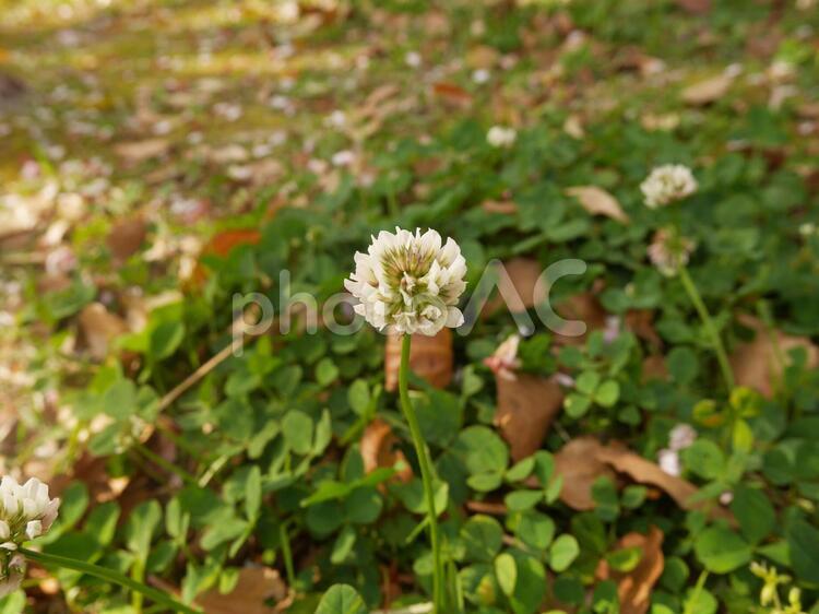 一輪のシロツメクサ シロツメクサ,白詰草,花の写真素材