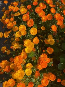 キンセンカ キンセンカ,カレンデュラ,花の写真素材