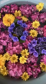 花 花の写真