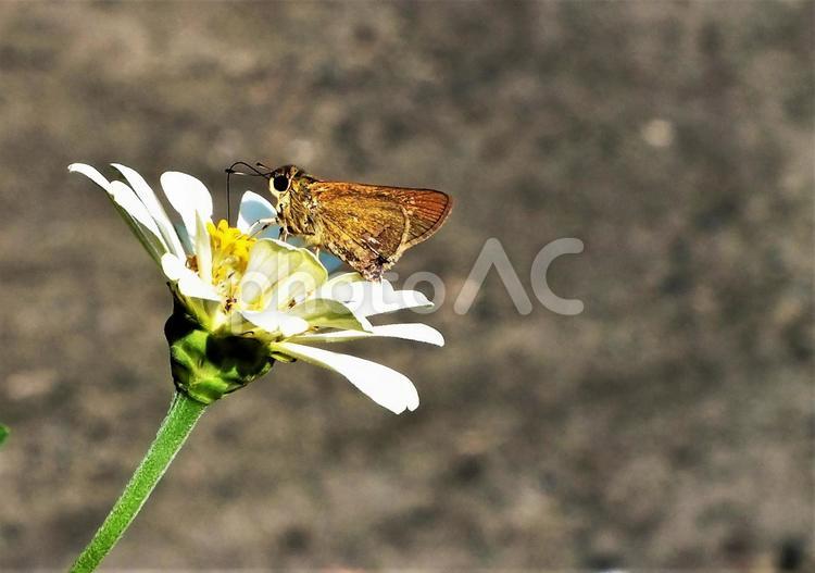 白い百日草の花の蜜を吸うイチモンジセセリ イチモンジセセリ,百日草,ジニアの写真素材