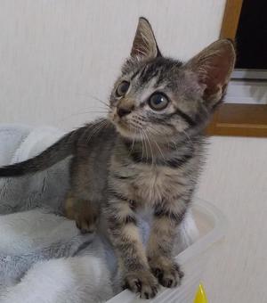 キジトラ 子猫 かわいい キジトラ 子猫 かわいい キジトラ猫,子猫,かわいいの写真素材