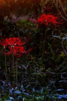 曼珠沙華 曼珠沙華の写真