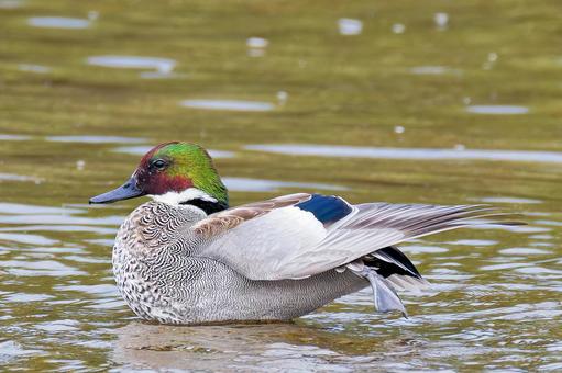 羽を伸ばすヨシガモのエクリプス後期 ヨシガモ,葦鴨,エクリプスの写真素材