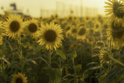 福岡-【柳川ひまわり園】 福岡-【柳川ひまわり園】 ひまわり,花,植物の写真素材