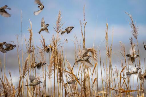 スズメの群れ⑶ 鳥,スズメ,群れの写真素材