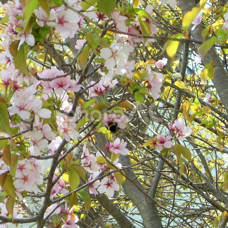 蜂と桜(正方形) 蜂,ハチ,ミツバチの写真素材