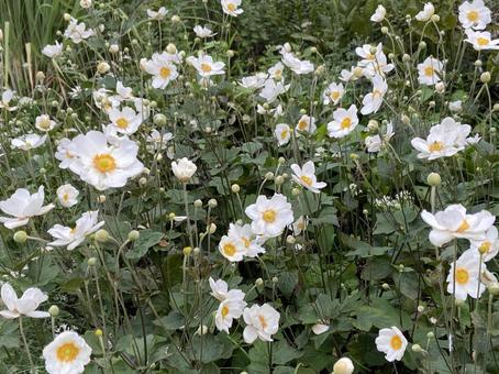 秋の花 秋明菊,白,10月下旬の写真素材