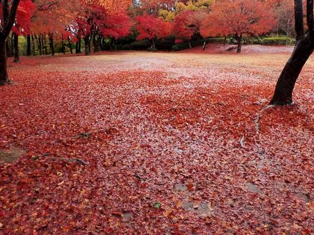 赤いじゅうたん２ 赤いじゅうたん,絨毯,紅葉の写真素材