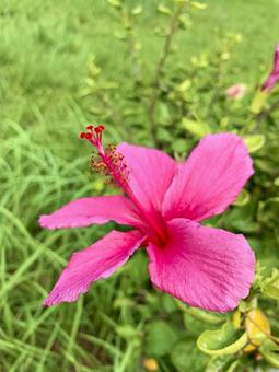 Photo, hibiscus, tropical, okinawa, 