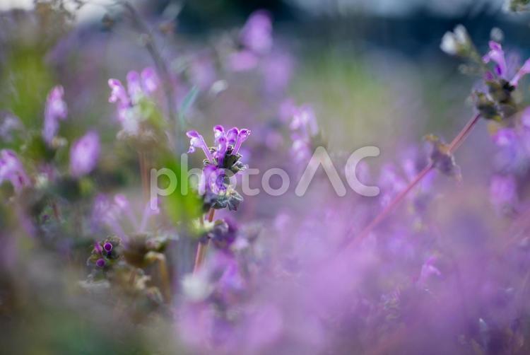 可愛い春の草花　ホトケノザのアップ２ ホトケノザ,春の七草,草の写真素材