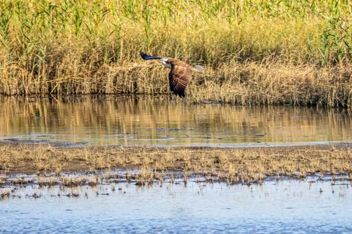 ミサゴ(71) 鳥,ミサゴ,ウオタカの写真素材