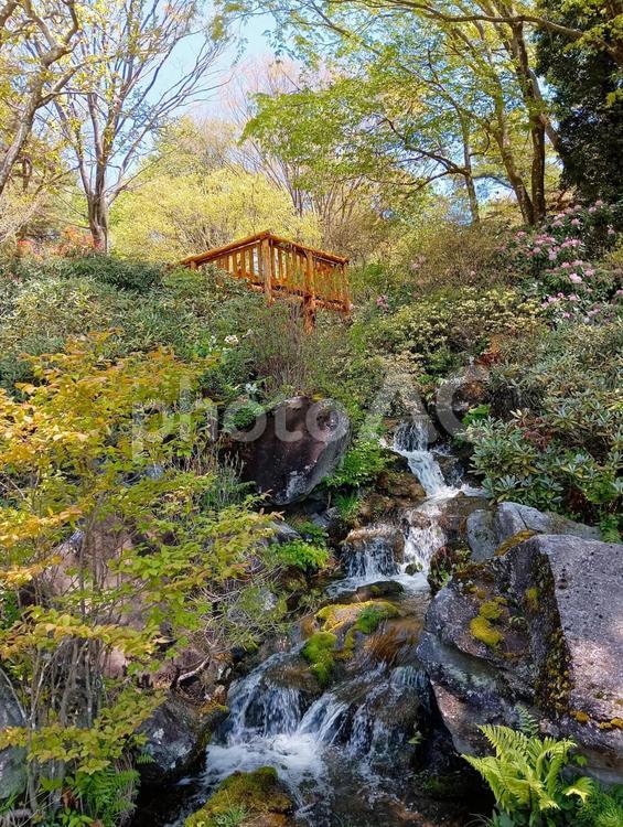 赤城自然園の春 群馬県渋川市 - No: 32564095｜写真素材なら「写真AC」無料（フリー）ダウンロードOK