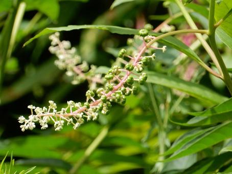 【植物写真】ヨウシュヤマゴボウ 【植物写真】ヨウシュヤマゴボウの写真