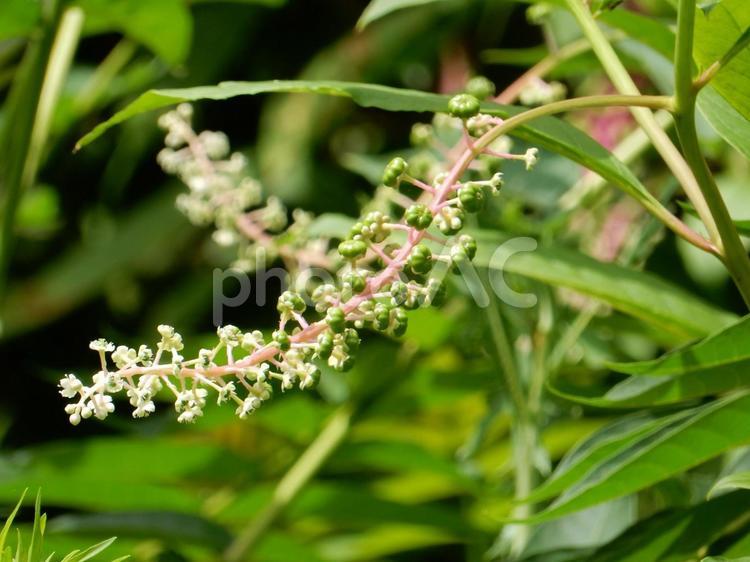 【植物写真】ヨウシュヤマゴボウ ヨウシュヤマゴボウ,洋種山牛蒡,自然の写真素材