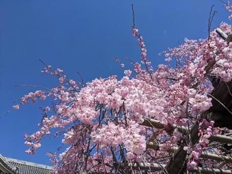 桜 桜の写真