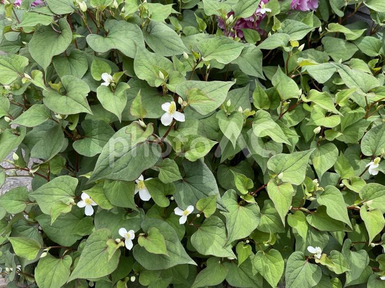 5月のドクダミの花 2025 ドクダミ,花,花壇の写真素材