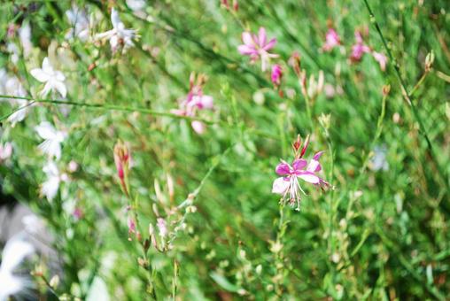 Pink Gaura flower among white flowers, JPG