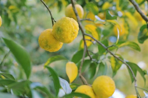 柚子　冬の風物詩 柚子,冬,ゆずの写真素材