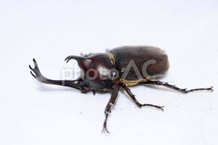 カブトムシ　オス カブトムシ,昆虫,昆虫採集の写真素材