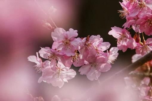 河津桜2 河津桜2の写真