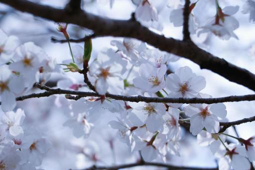 ソメイヨシノ(桜) ソメイヨシノ(桜)の写真