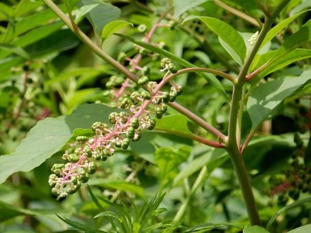 【植物写真】ヨウシュヤマゴボウ 【植物写真】ヨウシュヤマゴボウの写真