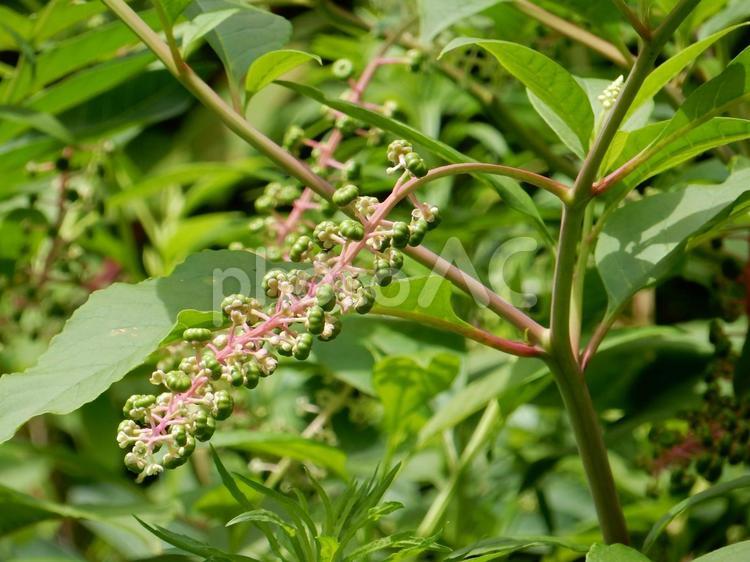 【植物写真】ヨウシュヤマゴボウ ヨウシュヤマゴボウ,洋種山牛蒡,自然の写真素材