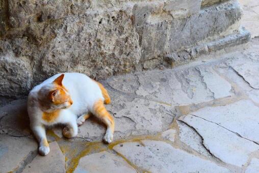 猫 猫の写真