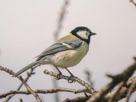 枝にとまるシジュウカラ 枝にとまるシジュウカラの写真