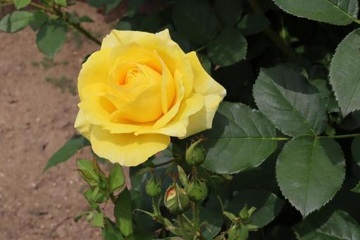 バラ園に咲く黄色い薔薇を撮りました バラ園に咲く黄色い薔薇を撮りましたの写真