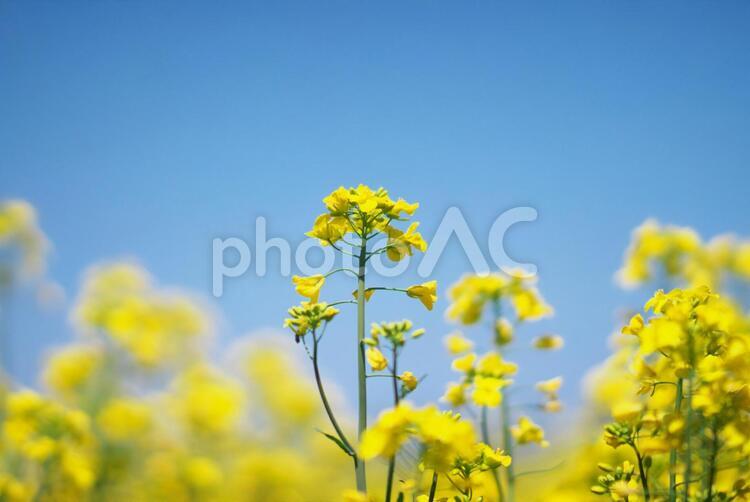 絶景の菜の花畑 菜の花,菜の花畑,花の写真素材
