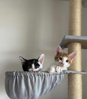 y&s3 子猫,室内,二匹の写真素材