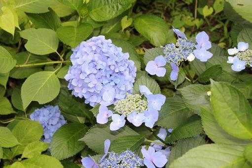 Hydrangea 134, JPG Hydrangea 134, JPG