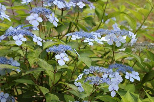 Hydrangea 129, JPG Hydrangea 129, JPG