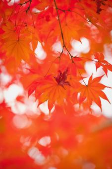 かえで 紅葉,秋,葉の写真素材