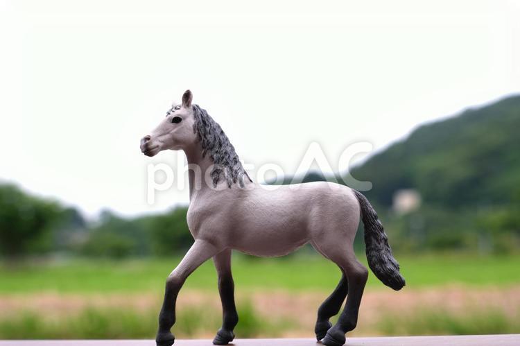 シュライヒ　草原を歩く馬のフィギュア シュライヒ,シュライヒフィギュア,白馬の写真素材