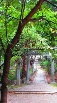 愛知県-真清田神社-厳島社 愛知県-真清田神社-厳島社 真清田神社,神社,尾張国の写真素材