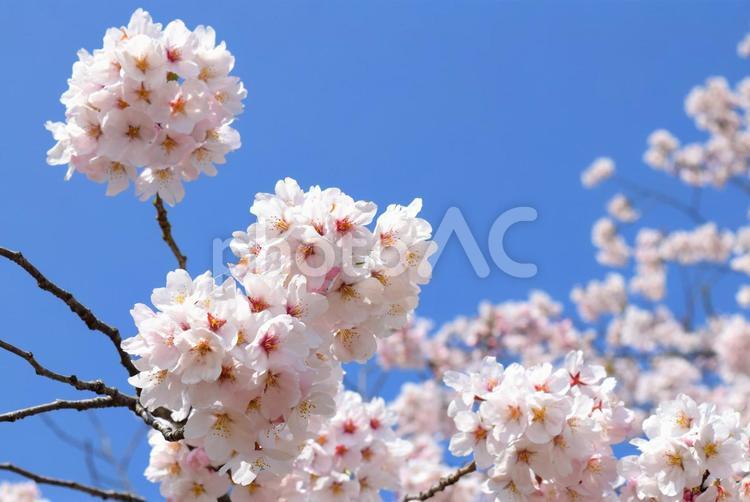 満開の桜と青空、クローズアップ さくら,桜,サクラの写真素材