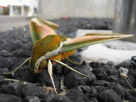 多分キイロスズメ 蛾,スズメガ,昆虫の写真素材