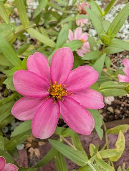 ジニアの花 12 ジニアの花 12の写真