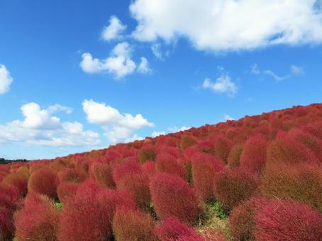 ひたち海浜公園のコキア コキア,紅葉,秋の写真素材